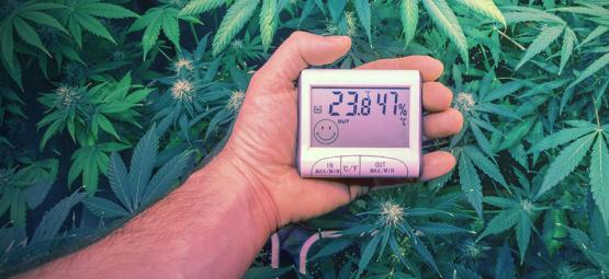 Die Perfekten Temperaturen Zum Anbauen Von Cannabis