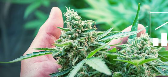 5 Methoden, Um Den Cannabis-Ertrag Zu Steigern