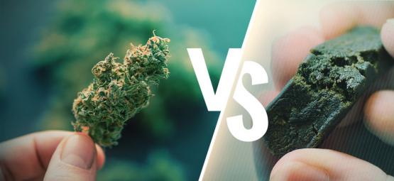 Der Unterschied Zwischen Cannabis Und Haschisch
