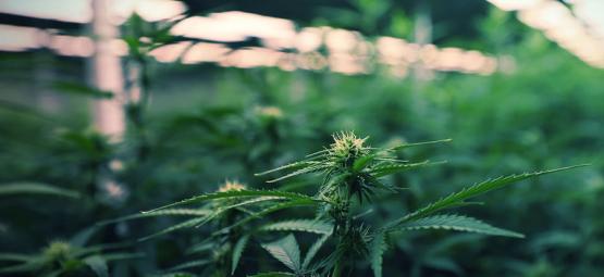 Einsatz Von LED-Grow-Lampen Zur Maximierung Des Cannabisertrags