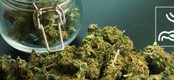Wie Beeinflusst Cannabis Das Verdauungssystem?