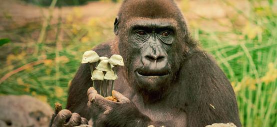 Die Theorie Vom Berauschten Affen Und Der Menschlichen Evolution