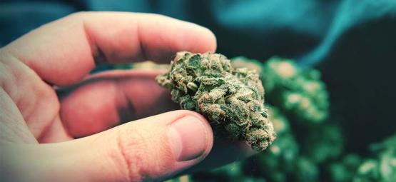 Was Sind Popcorn-Buds An Cannabispflanzen Und Wie Vermeidet Man Sie?