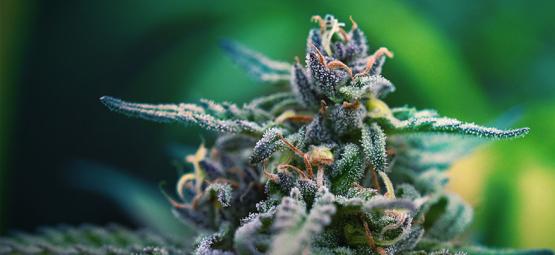 Die Besten CBD- Und THC- Cannabissorten Für Die Schmerzlinderung