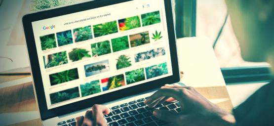 Die Besten Websites Für Stoner (Update 2024)