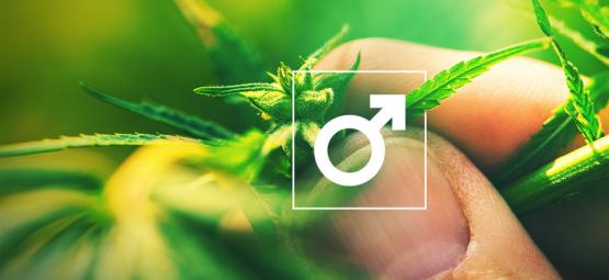 Was Fängt Man Mit Männlichen Cannabispflanzen An?