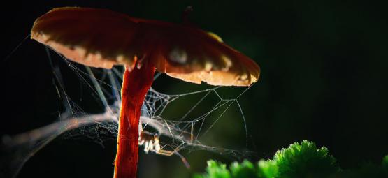 Spinnen Auf Drogen: Wie Wirken Substanzen Auf Tiere Und Insekten?