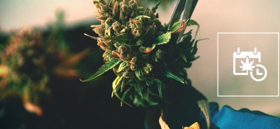 Wie Du Die Cannabis-Blütephase Beschleunigen Und Früher Ernten Kannst
