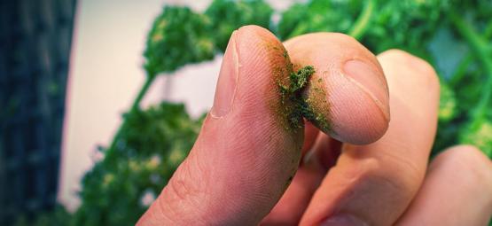 Was Man Gegen Klebrige Cannabisfinger Machen Kann