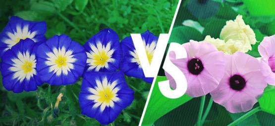 Prunkwinde Vs. Hawaiianische Holzrose: Was Ist Der Unterschied?