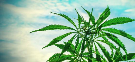 Die besten Cannabissamen Für Eine Warme Klimazone