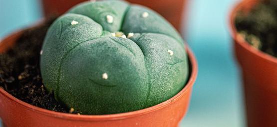 Lophophora decipiens: Ein schnell wachsender Peyote