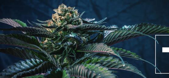 7 Cannabissorten, die zu den 7 Todsünden passen