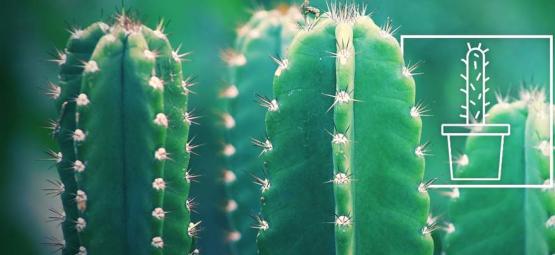 Wie Man Einen San Pedro Kaktus Anbaut Und Umsorgt