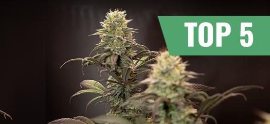 Die Top 5 Der Ertragreichsten Autoflowering Sorten 