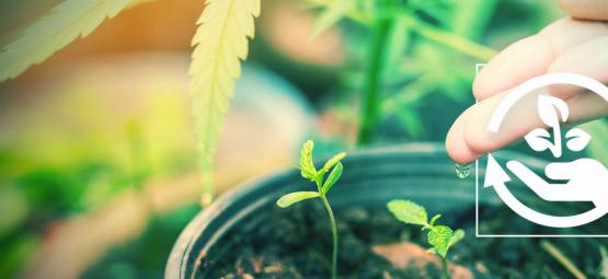 Die Verschiedenen Phasen Des Cannabisanbaus Und Warum Sie Wichtig Sind