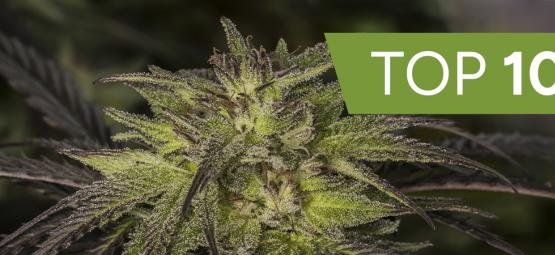 Top 10 Der Besten Cannabis-Hybridsorten