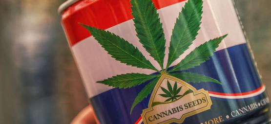 Nederwiet! Alles Über Niederländische Weed Und Die Top 3 Der dort erschaffenen Cannabissorten