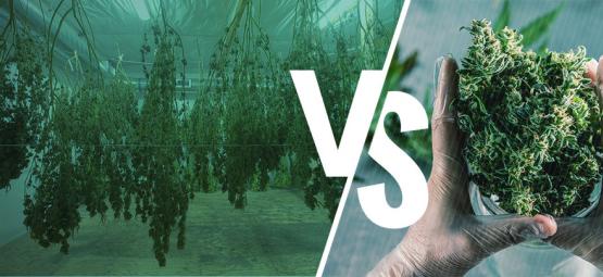 Nass- vs. Trockentrimmen Deiner Cannabispflanzen