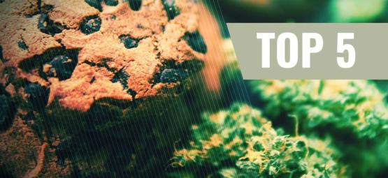 Die 5 besten Cannabis-Cookies Rezepte