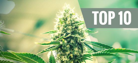 Top 10 Kush Cannabissorten