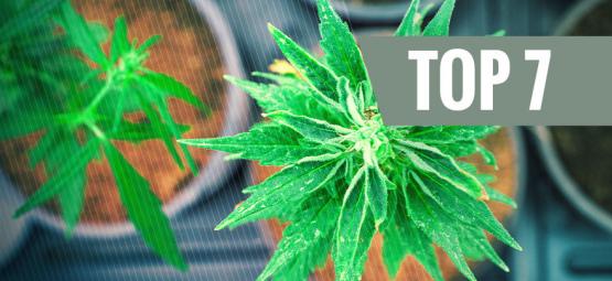 7 Cannabissorten Mit Einem Einzigartigen THC:CBD Verhältnis
