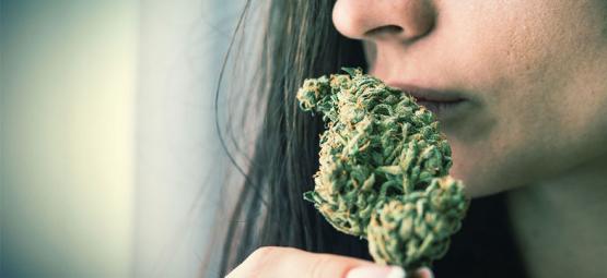 Wie Du Cannabisgeruch Aus Der Welt Schaffst