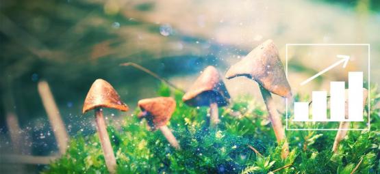 Züchte Magic Mushrooms mit unserem Zuchtset für draußen