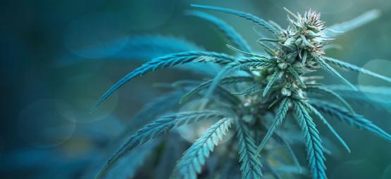 Cannabissorte mit weniger als 1% THC: CBD Fix Auto