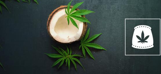 Kokosnusswasser Als Biologischen Cannabisdünger Verwenden