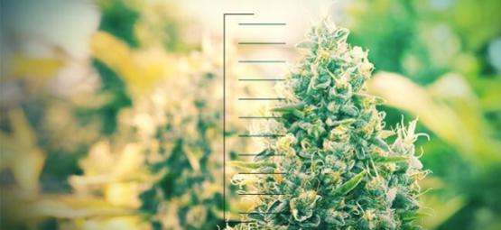 Top 10 Der Kompakten Cannabispflanzen