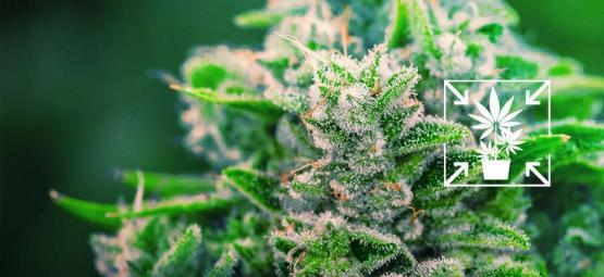Wie Man Kurze Und Kompakte Cannabispflanzen Anbaut
