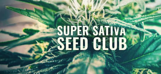 Super Sativa Seed Club Ist Zurück!