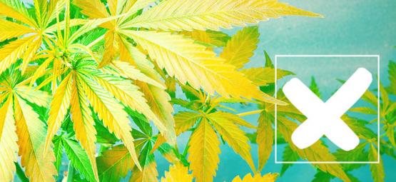 Wie Man Gelbe Cannabisblätter Behandelt Und Vermeidet