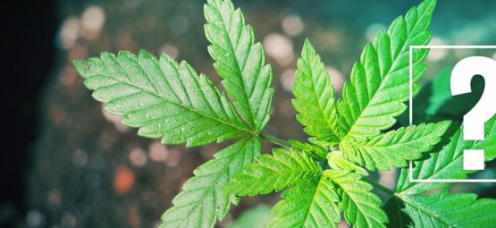 Was Tun, Wenn Cannabispflanzen Nicht Blühen?
