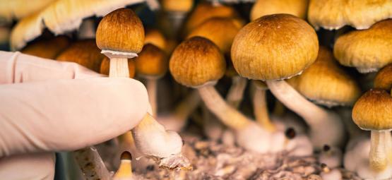 Anleitung Für Die Ernte Von Magic Mushrooms