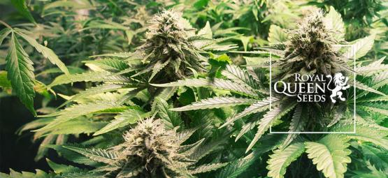 Die Top 10 Cannabissorten Von Royal Queen Seeds [2024]