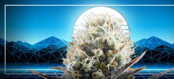 Der Gipfel Der Cannabisevolution: Blue 2.0