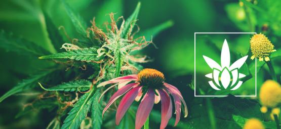 Cannabinoide Gibt Es Nicht Nur In Der Cannabispflanze