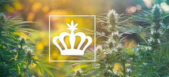 Heirloom Cannabis: Was Sind Althergebrachte Cannabissorten?