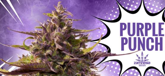 Purple Punch: Geschmack, Potenz Und Schönheit – Alles In Einem