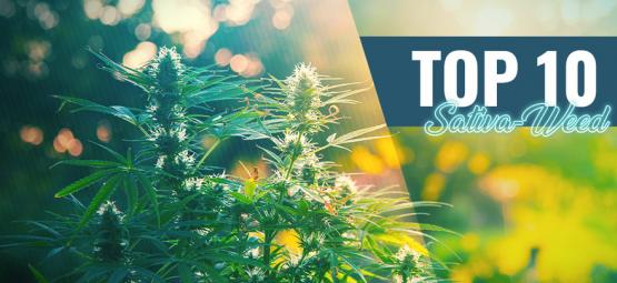 Die Top 10 Des Besten Sativa-Weeds In Amsterdam