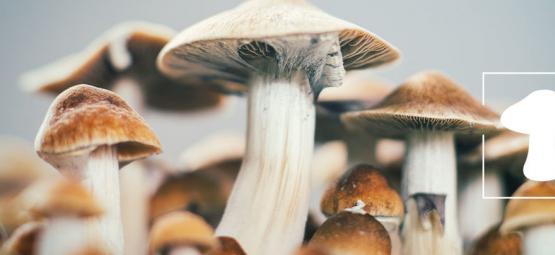 Wie Man Magic Mushrooms Drinnen Anbaut [3 Methoden]