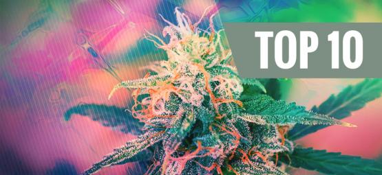 Die Top 10 Der Psychedelischen Cannabissorten