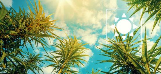 Wie Viel Sonnenlicht Benötigen Cannabispflanzen Im Freien?