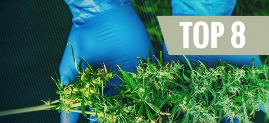 8 Ernte-Hilfsmittel, Die Jeder Cannabis-Grower Braucht
