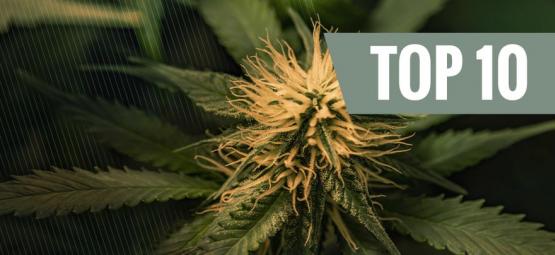 Top 10 Cheese-Cannabissorten