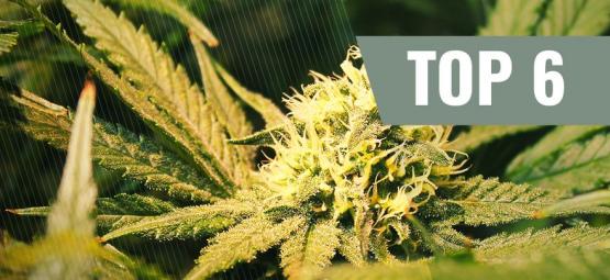 Die 6 Besten THCV-Cannabissorten