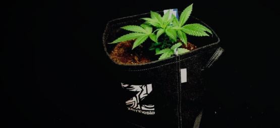 Die Vorteile Von Stofftöpfen Für Den Anbau Von Cannabis