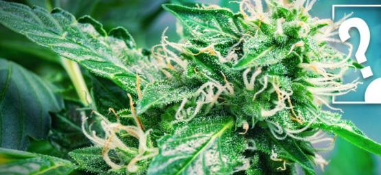 Sollten Anfänger Mit Autoflowering Cannabissorten Beginnen?